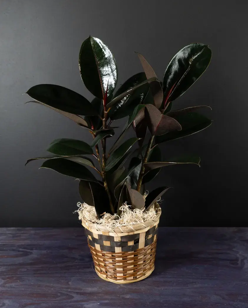 Rubber tree ficus plant in pot — delivered by bloombudz in Paragould, AR