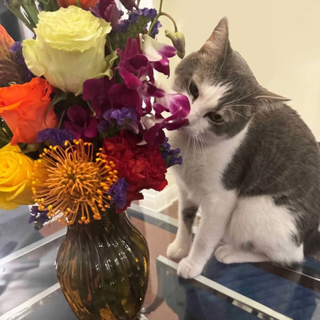 Pet-Friendly Flowers: A Guide for Pet Owners