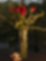 FOTO WIX.png
