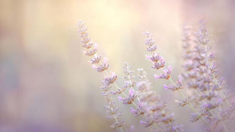 lavender 2.jpeg