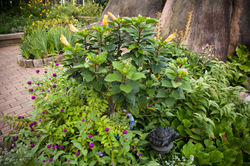 Phipps019