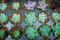 succulentcuttings002