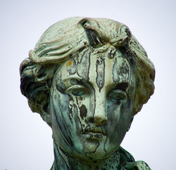 bronzehead