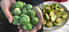 Brussl Sprout.png