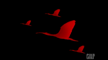 Scarlet ibis animated in Pika