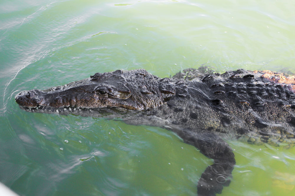 4 Jamaica Excursions Crocodiles, Waterfalls And Rum, Oh My!