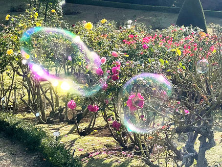 秋バラとシャボン玉