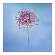 Allium flower