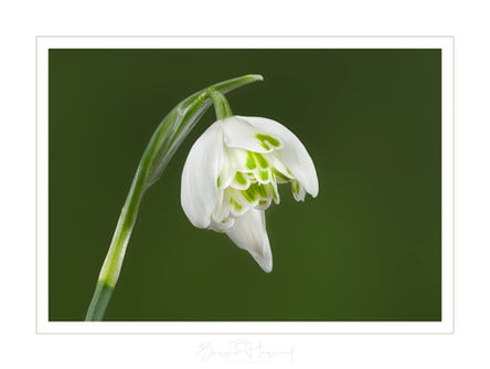 Snowdrop