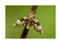 Lime Hawkmoth