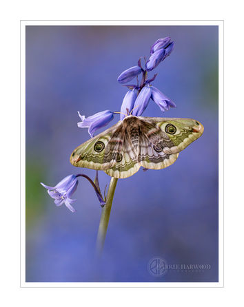 Emperor Moth on Bluebells