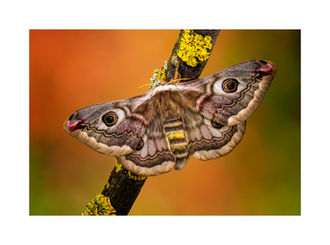 Female Emperor Moth