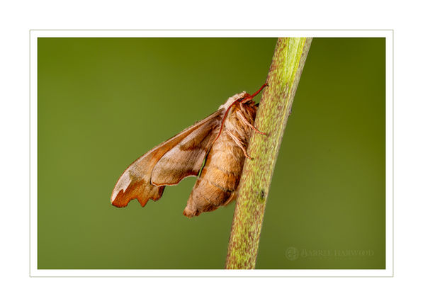 Lime Hawkmoth