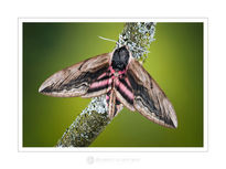 Privet Hawkmoth