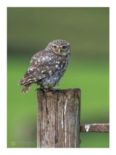 Little Owl perched on an old gate post