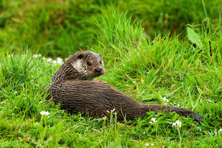 Otter british european wildlife