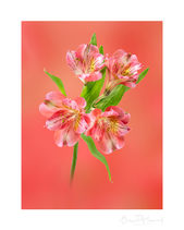 Pink Alstroemeria flowers
