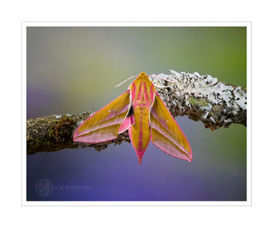 Elephant Hawkmoth