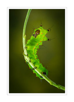 Indian Moon Moth larvae larvae caterpillar