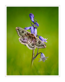 Female Emperor Moth
