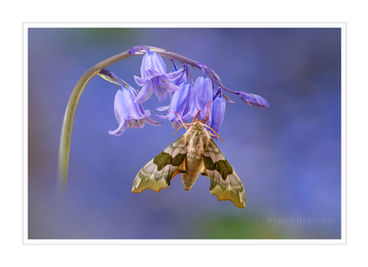 Lime Hawkmoth on bluebells