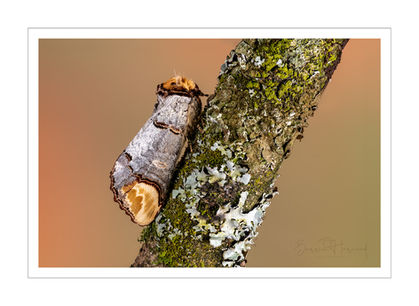 Buff Tip Moth
