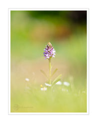 Common Spotted Orchid