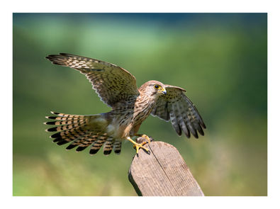 Female Kestrel