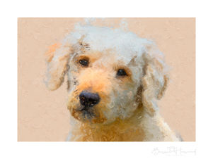 Labradoodle dog fine art