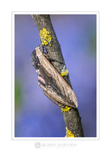Privet Hawkmoth at rest