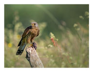 Male Kestrel