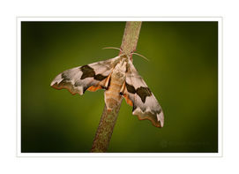 Lime Hawkmoth