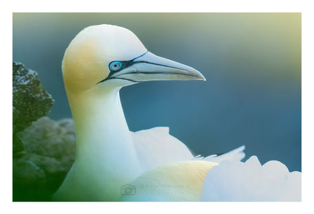  Northern Gannet on it's nest nesting rspb bempton bird nature reserve east yorkshire