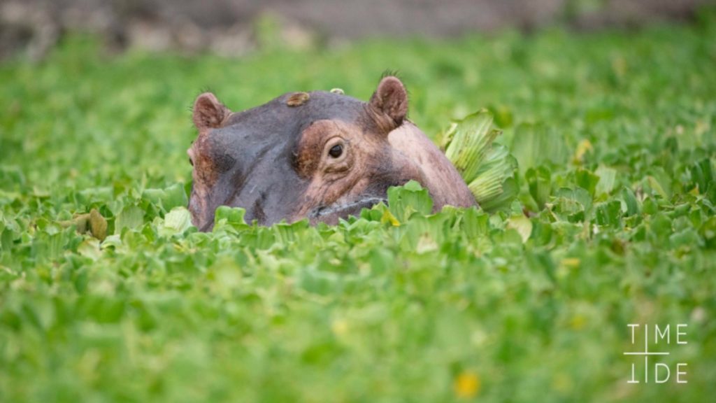 Ultimate African Safari Guide