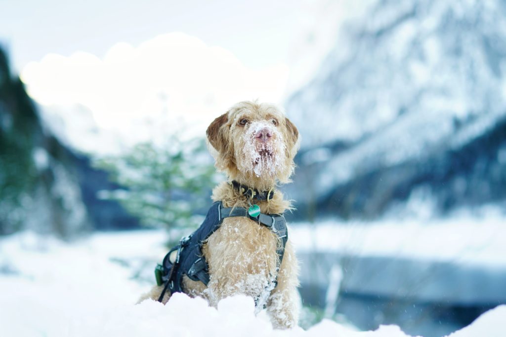 Pet-Friendly Hotels in Europe