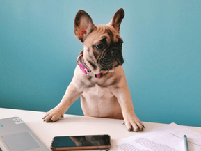 The 5 Most Pet-Friendly Hotels in Dublin