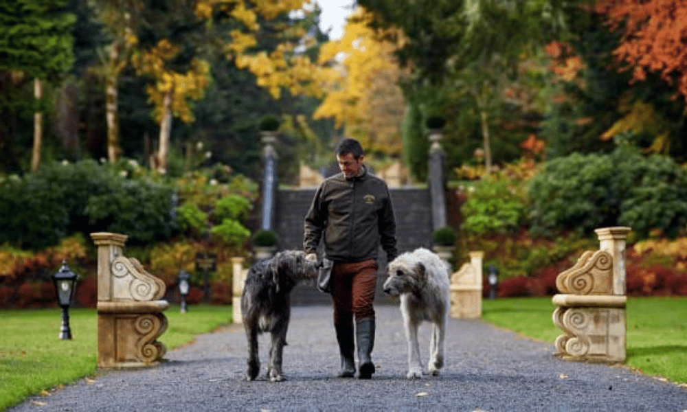 dog-friendly hotels in Ireland