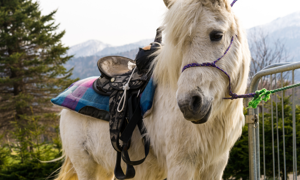 adrenaline travel experiences