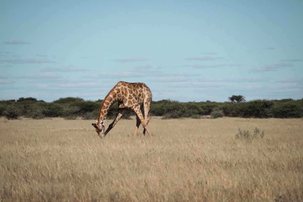 You can see a giraffe bending over in the savannah