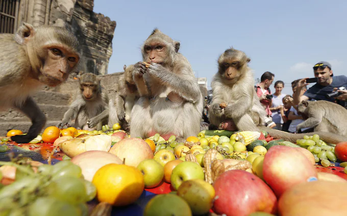 Group of monkeys eating a large assortment of fruits during a festival, with people watching and taking photos in the background near an ancient temple.