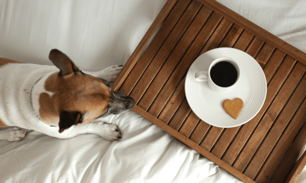 dog-friendly hotels in Ireland