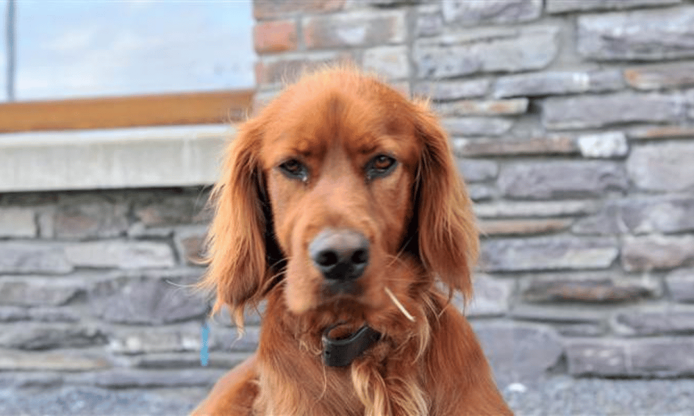 dog-friendly hotels in Ireland