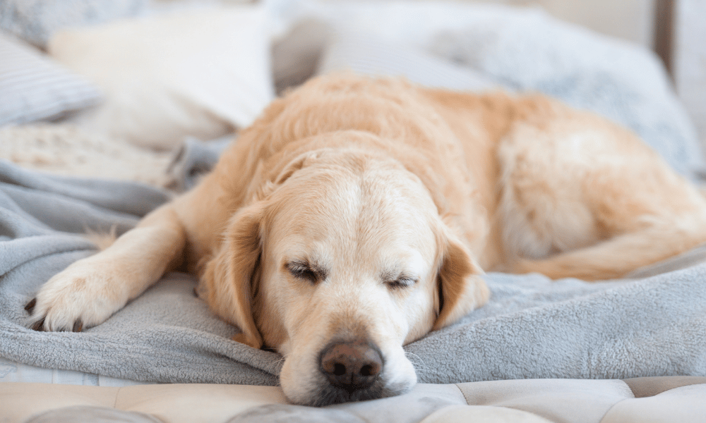 dog-friendly hotels in Ireland