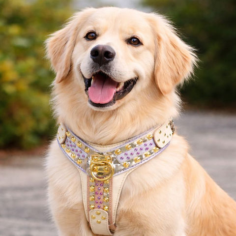 Explore durable pet accessories — premium collars, adjustable harnesses, and quality leashes made for everyday walks and secure control.