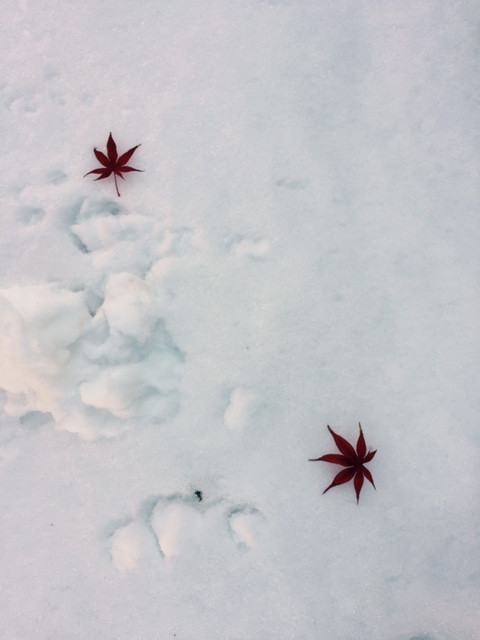積雪 紅葉の葉