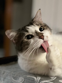also authors pet cat