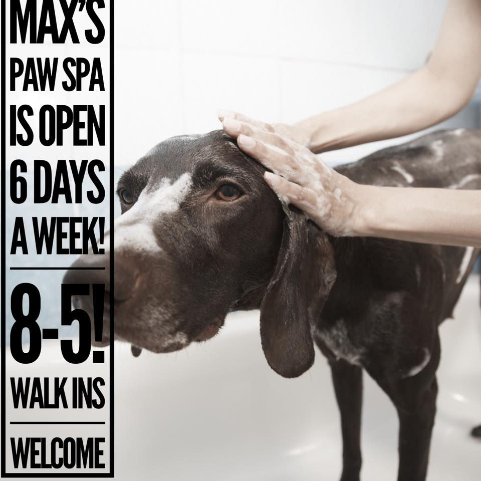 max's paw spa