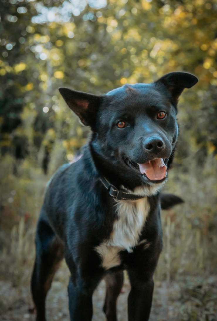 Adopter Koda de Chiots Nordiques