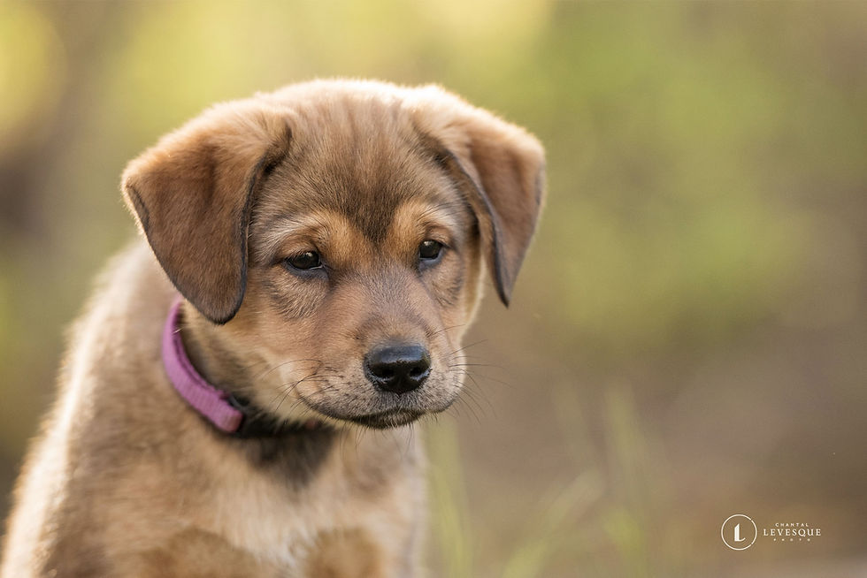 Koda - en adoption avec Chiots Nordiques