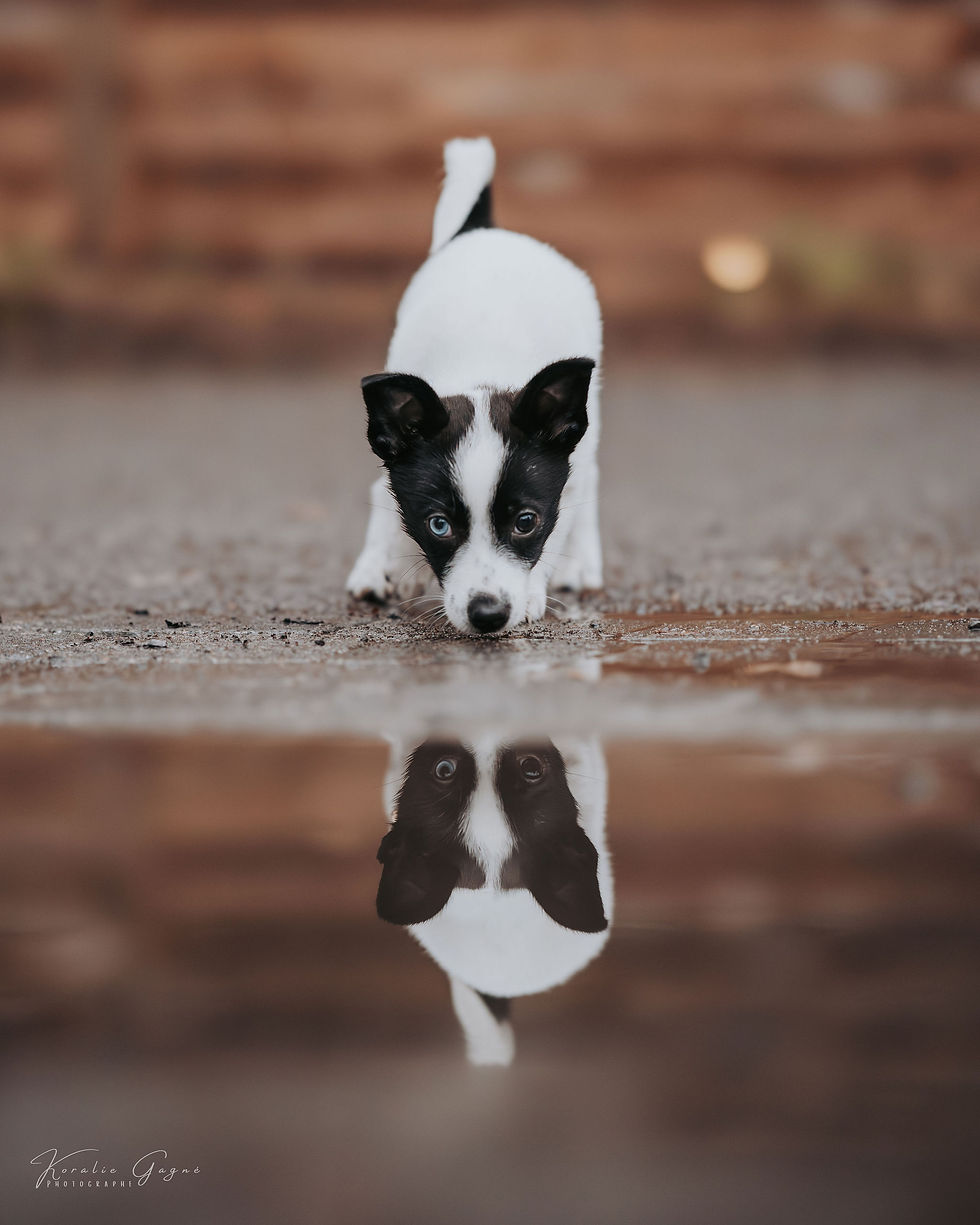 Koda - chien en adoption - Chiots Nordiques